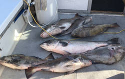 Nothing beats Black Drum season in NJ.